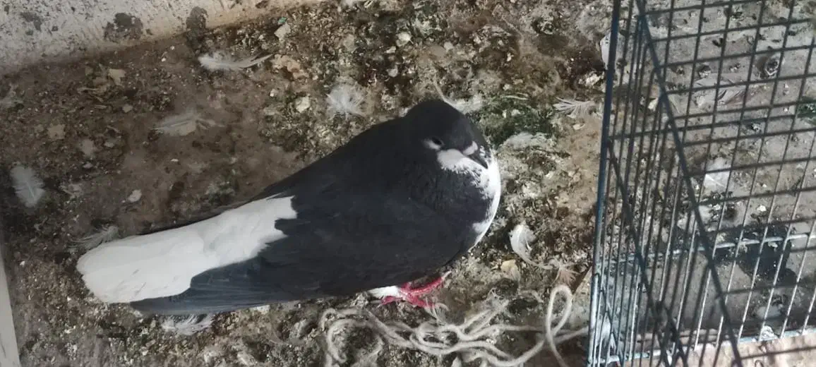 شهری|پرنده|اردکان, |دیوار