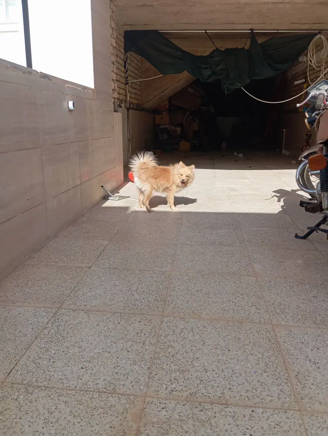 2431|سگ|بردسکن, |دیوار