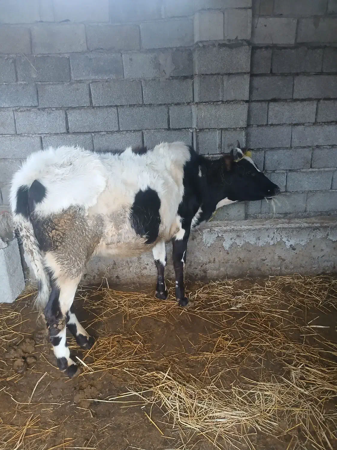 گوساله ماده قیمت آخرنوشتم کمترنمیدیم محلی|حیوانات مزرعه|ضیابر, |دیوار