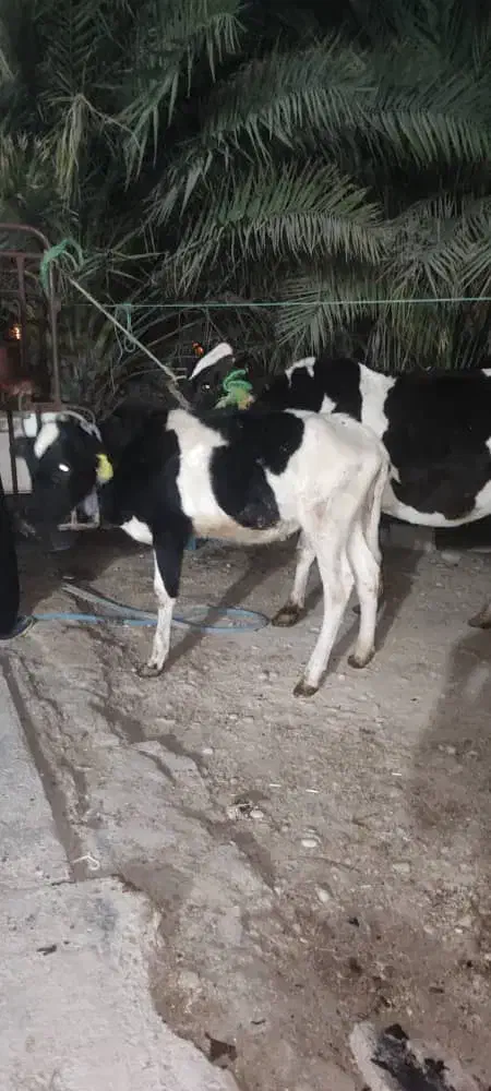 گاو ابستن با گوساله ماده بزرگ|حیوانات مزرعه|شادگان, |دیوار