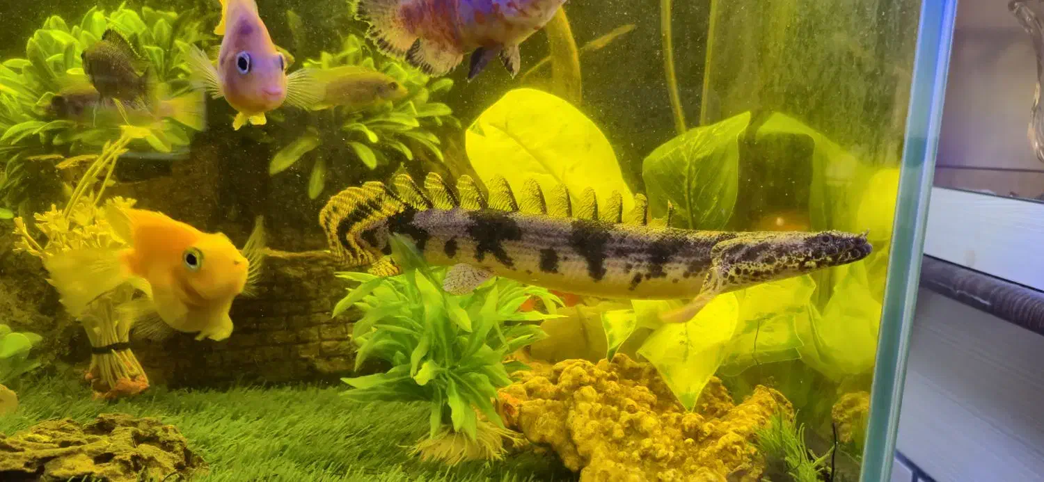 ماهی پولی 40 سانت|ماهی|تهران, مسعودیه|دیوار