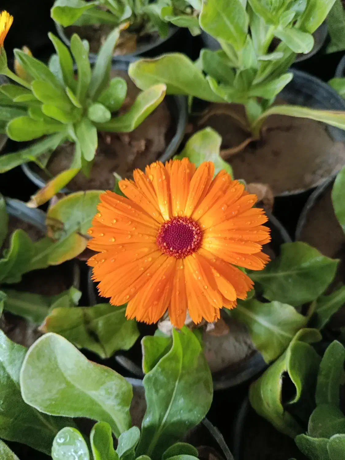 گل و گیاه ( فروش فوری ویژه فصل)|گل و گیاه طبیعی|مشهد, کوثر|دیوار