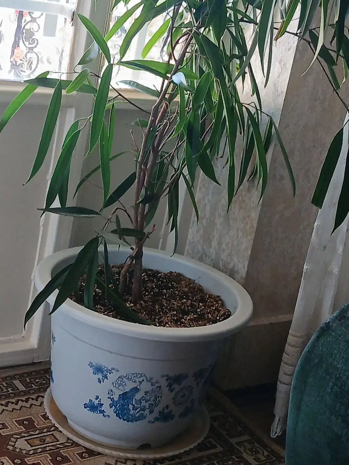 گل طبیعی|گل و گیاه طبیعی|تربتحیدریه, مظفریه|دیوار