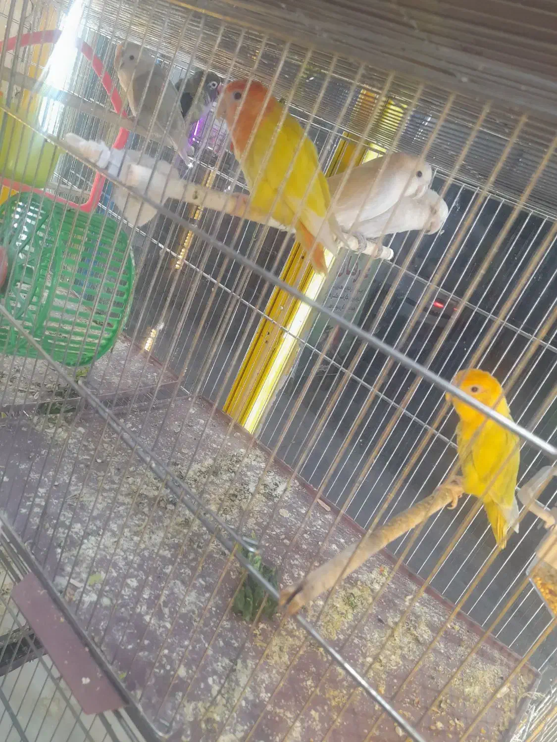 برزیلی|پرنده|خرمشهر, |دیوار