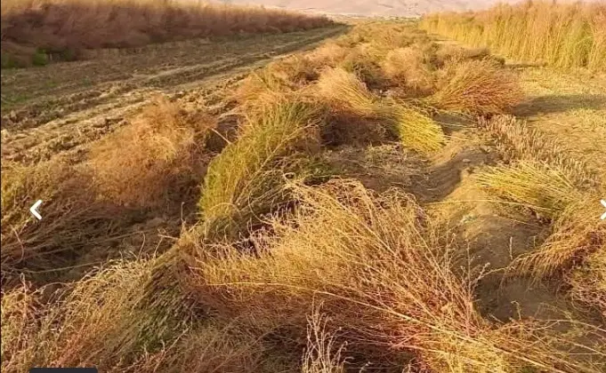 جارو فراشی|لوازم نظافت|تهران, بلورسازی|دیوار