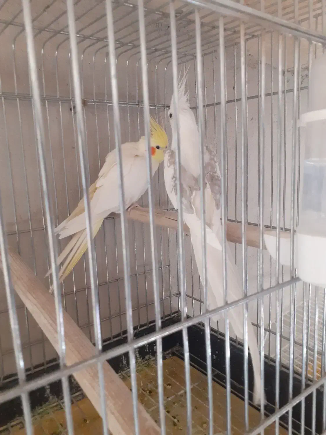 یک جفت عروس هلندی نر و ماده|پرنده|صحنه, |دیوار