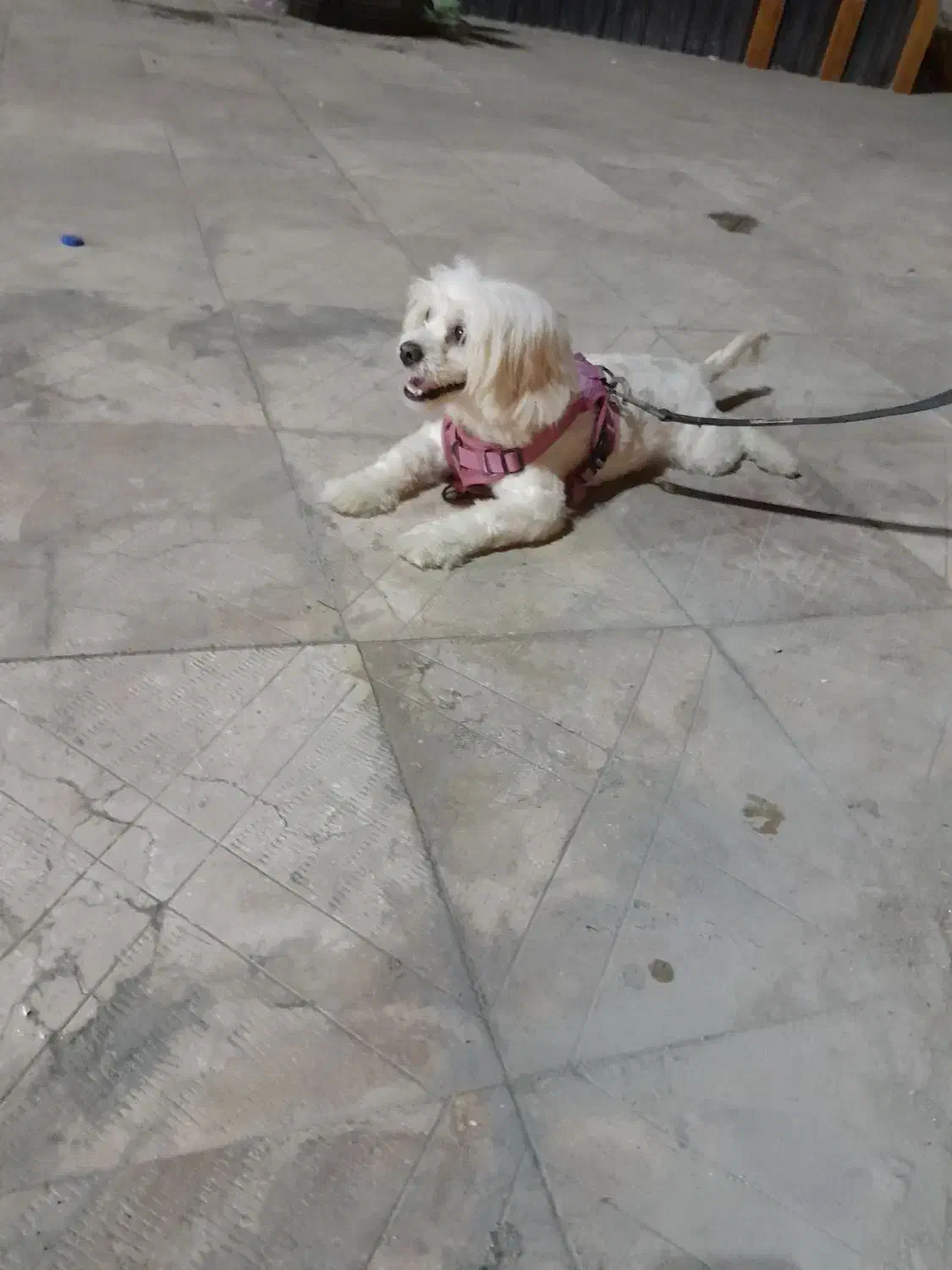 فروشی قیمت دوملیون|سگ|قشم, |دیوار