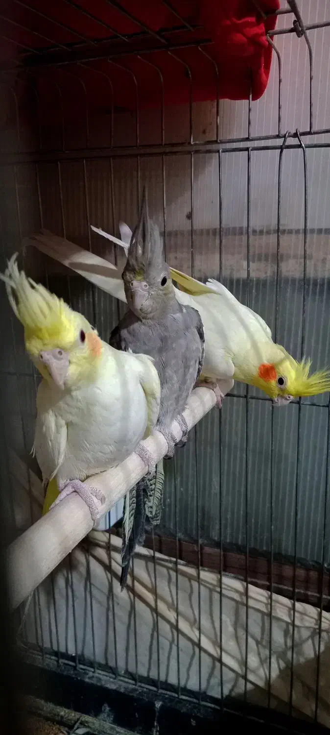 عروس هلندی|پرنده|پاکدشت, پاکدشت (مامازند)|دیوار