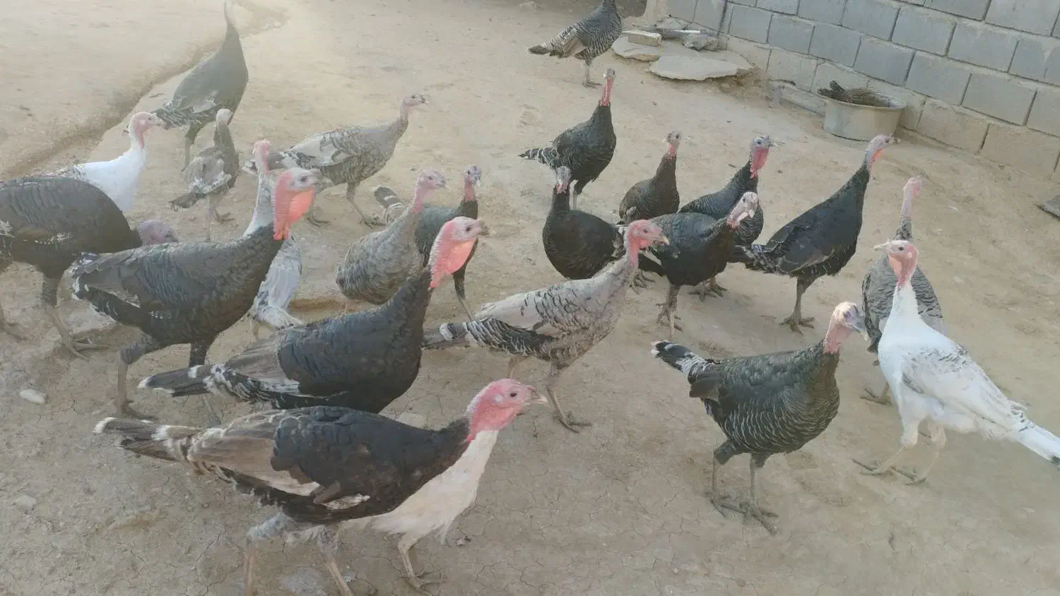 بوقلمون|حیوانات مزرعه|دشت ذهاب, |دیوار