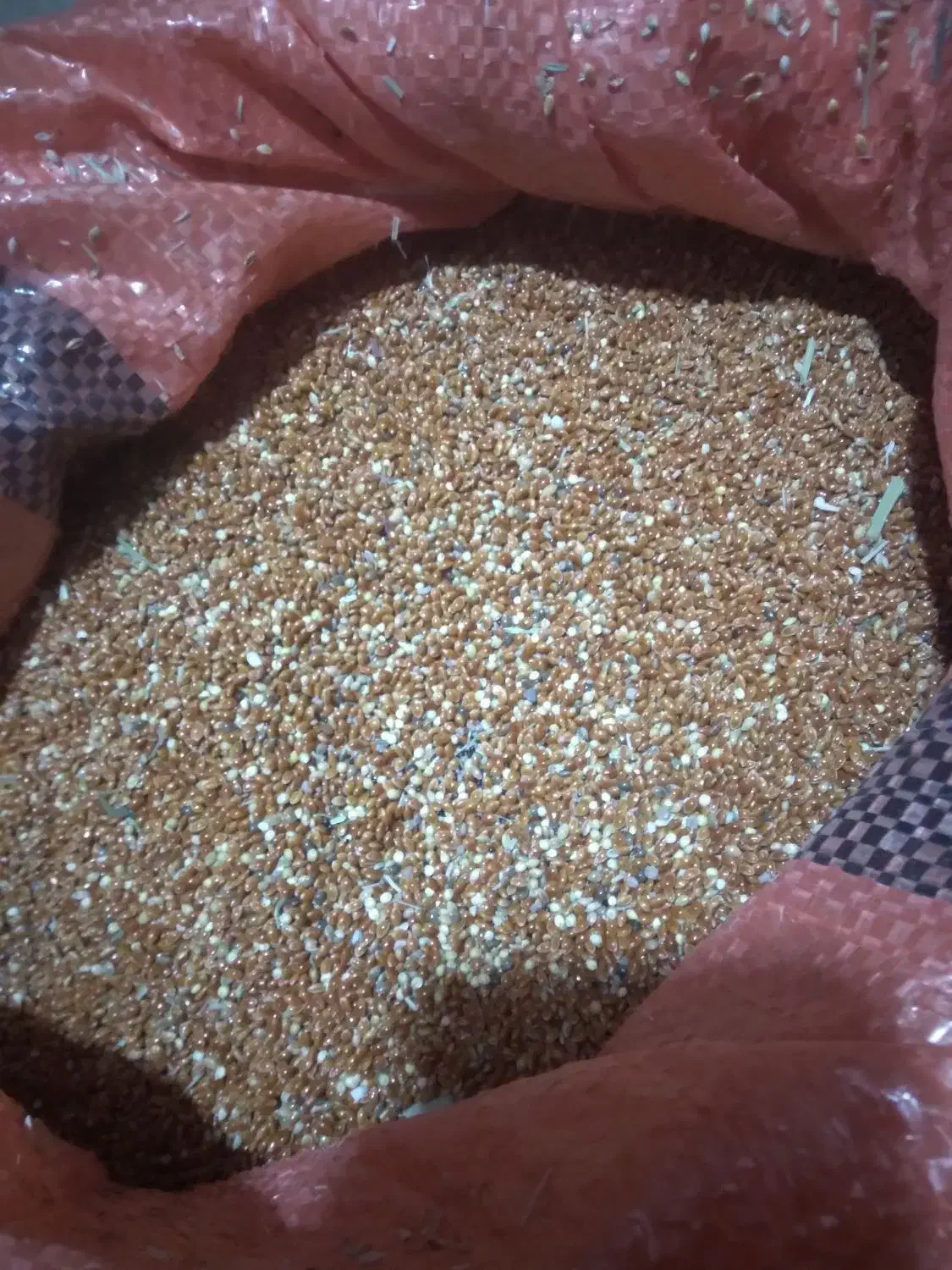 ارزن|حیوانات مزرعه|قیدار, |دیوار