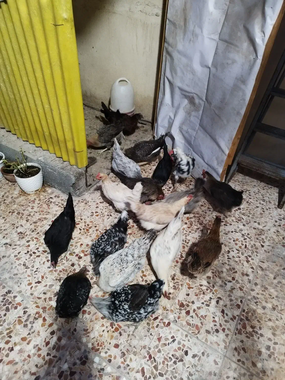 مرغ محلی|حیوانات مزرعه|دوگنبدان, |دیوار