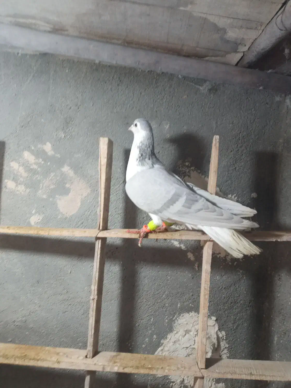 ساده لایی|پرنده|رضویه, |دیوار