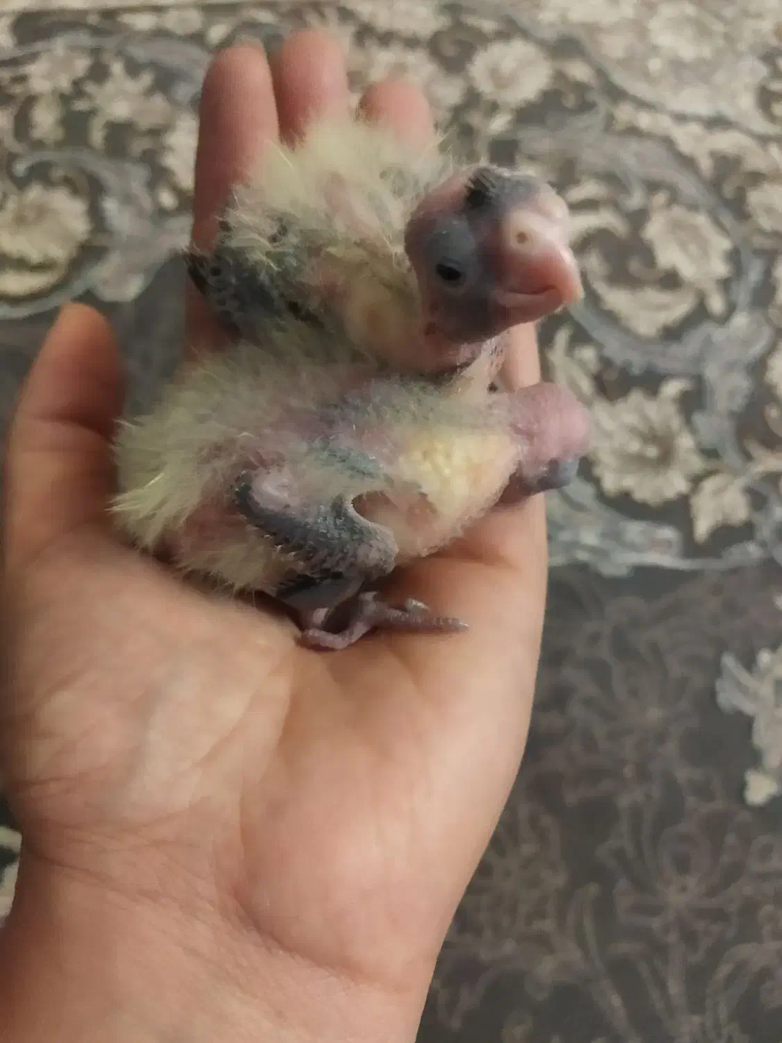 جوجه عروس سرلاکی|پرنده|شهرضا, |دیوار