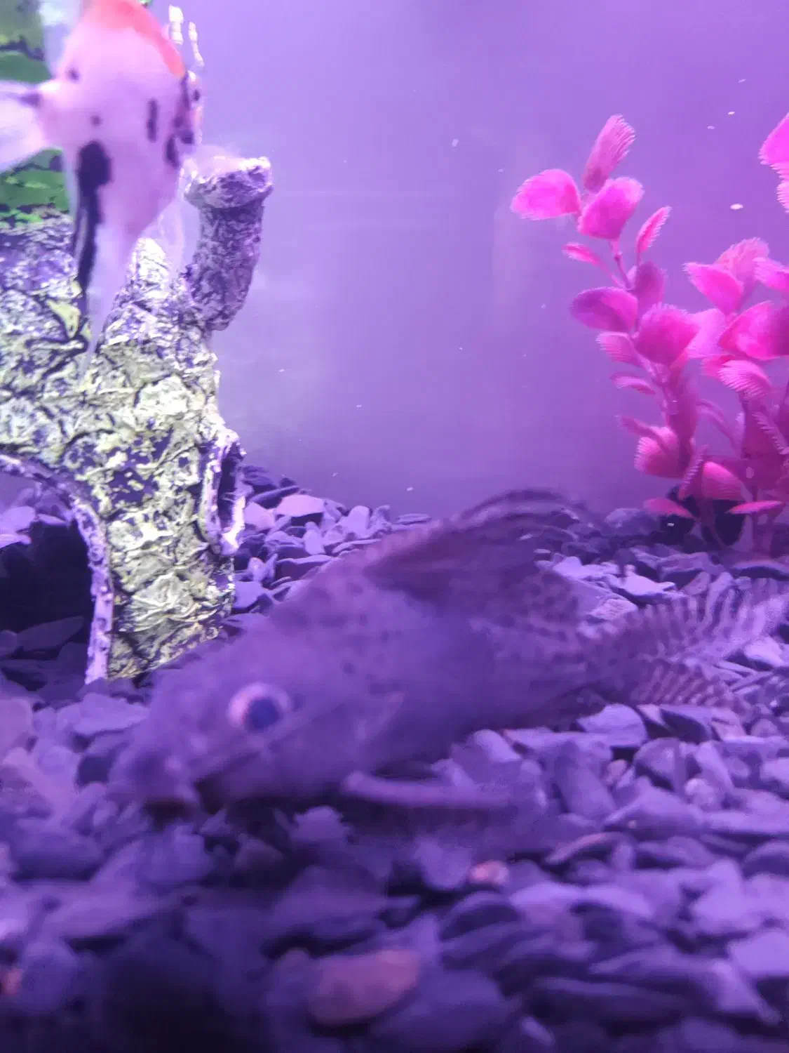 کت فیش|ماهی|چهاردانگه (تهران), |دیوار