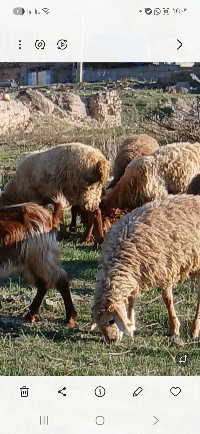 ۹عددبره نروماده کم وزن ۲۷الی ۳۰ کیلومغان|حیوانات مزرعه|شهریار, شهرک بهاران (ویره)|دیوار