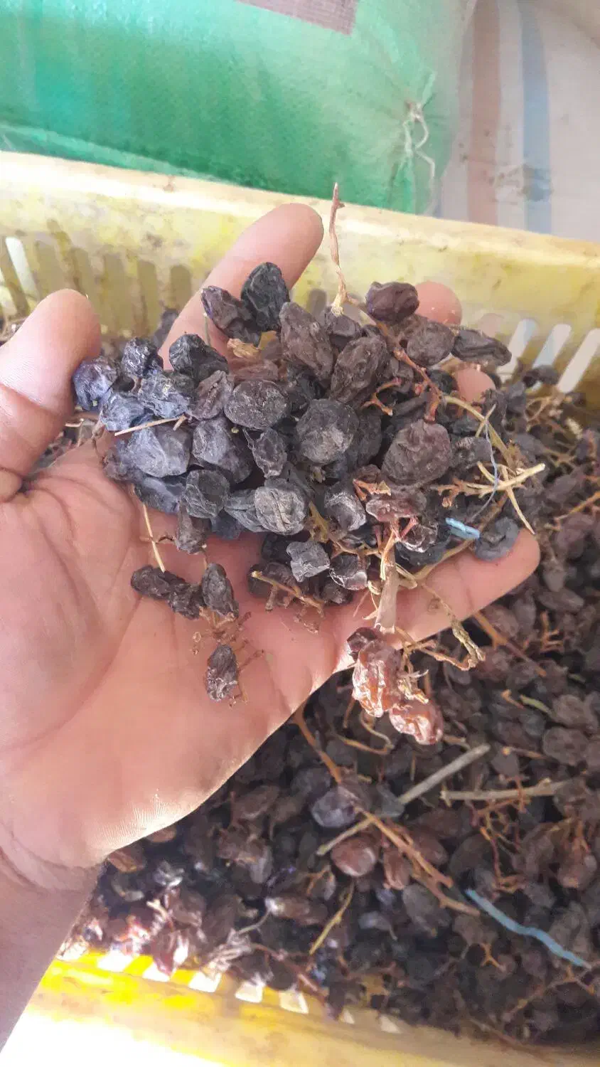 کشمش منقا هسته دار|خوردنی و آشامیدنی|تاکستان, |دیوار