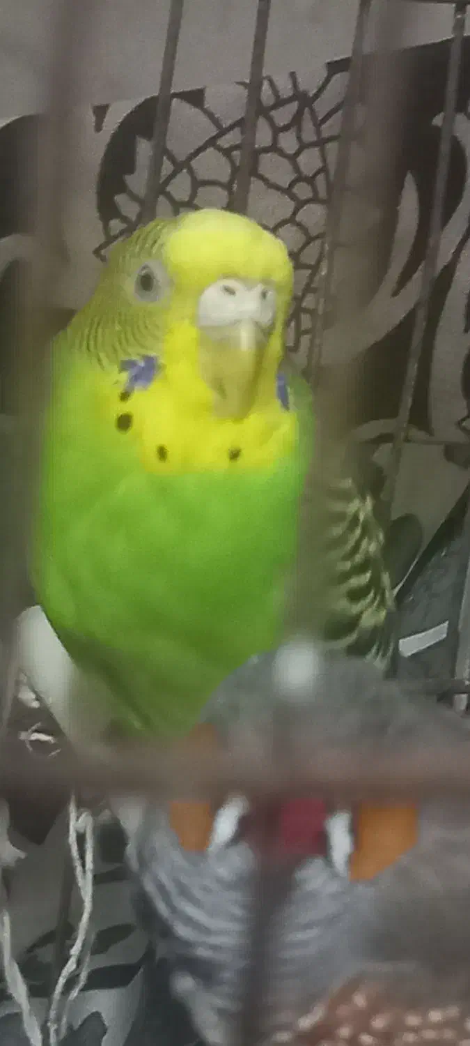 مرغ عشق|پرنده|قیدار, |دیوار