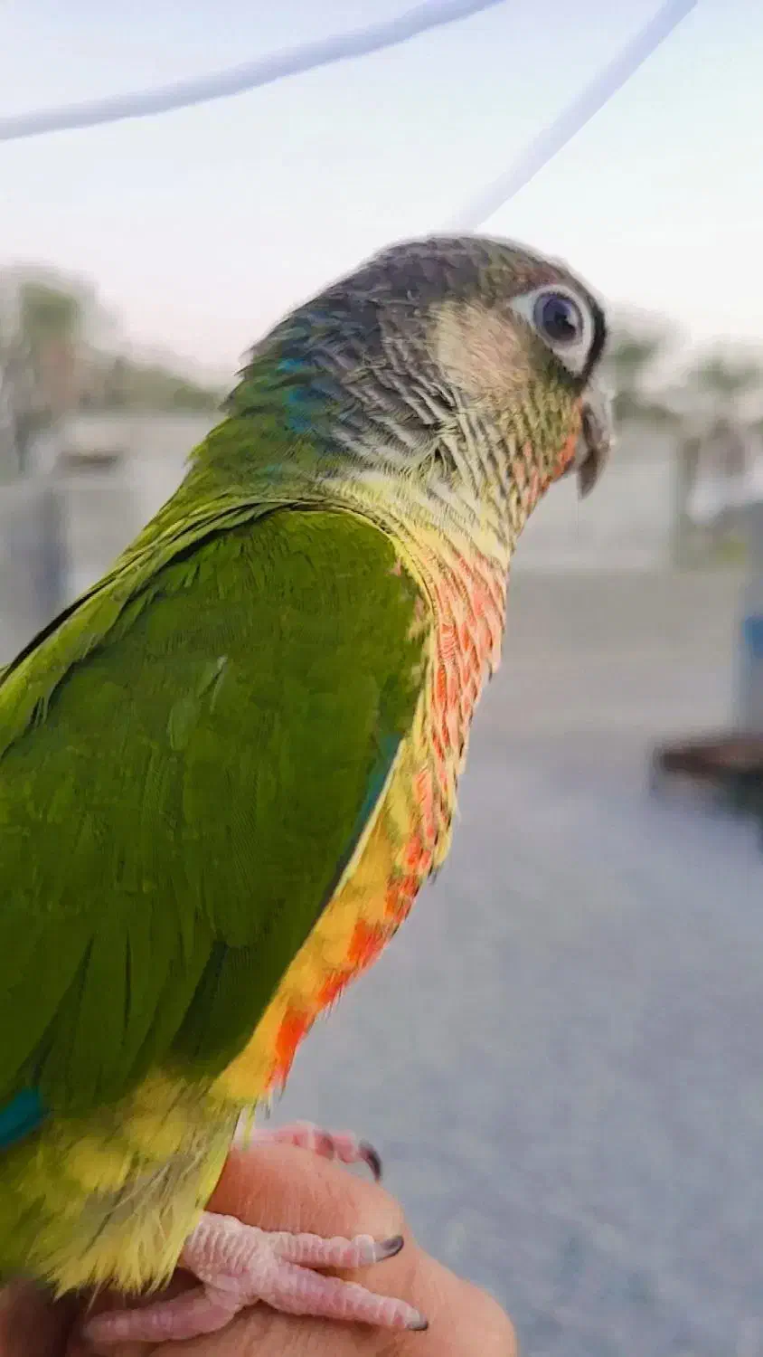 طوطی گرینچیک|پرنده|شمیل, |دیوار