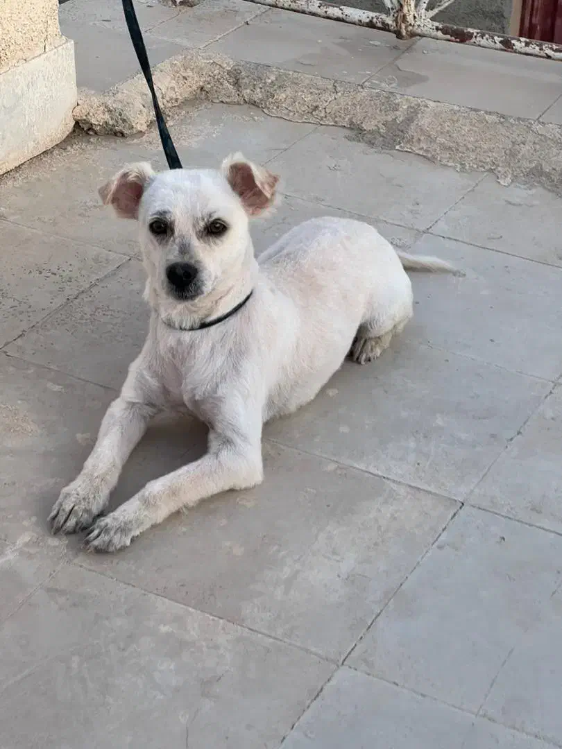 واگذاری سگ نژاد شیتزو تریر|سگ|محمدشهر, محمدشهر|دیوار