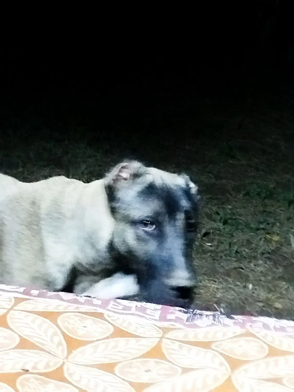 سگ سراب اصل|سگ|بم, |دیوار