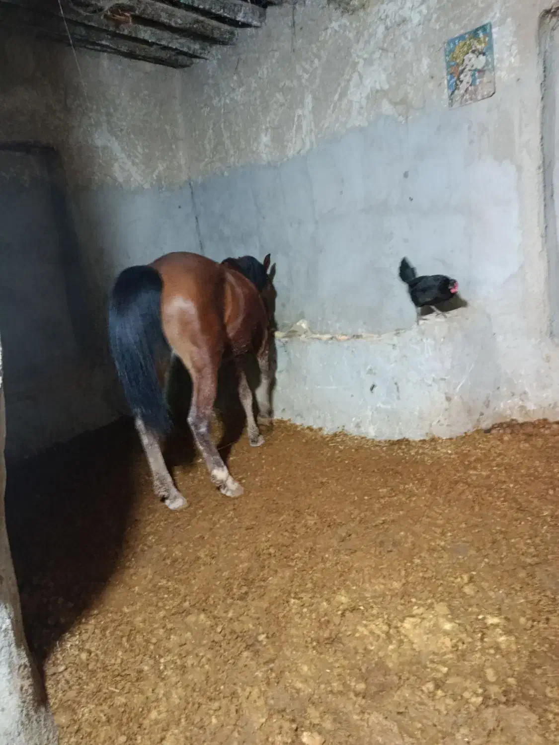 خرید و فروش اسب|اسب و تجهیزات اسب‌سواری|اصفهان, مسجد مصلی|دیوار