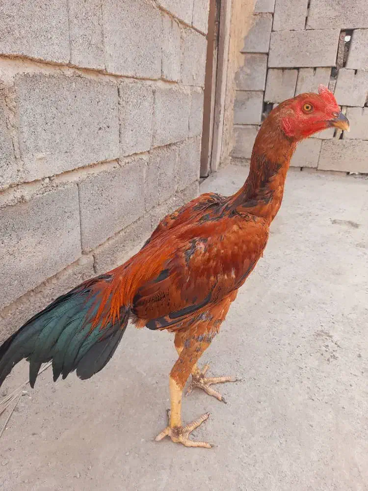 فروش خروس|حیوانات مزرعه|میناب, |دیوار