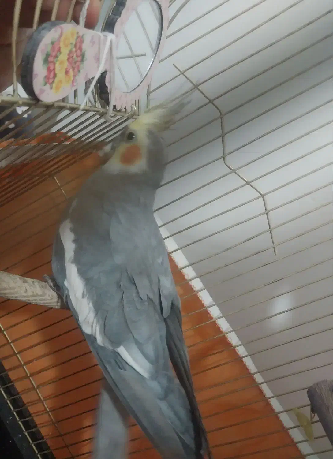 عروس هلندی|پرنده|قم, کلهری|دیوار