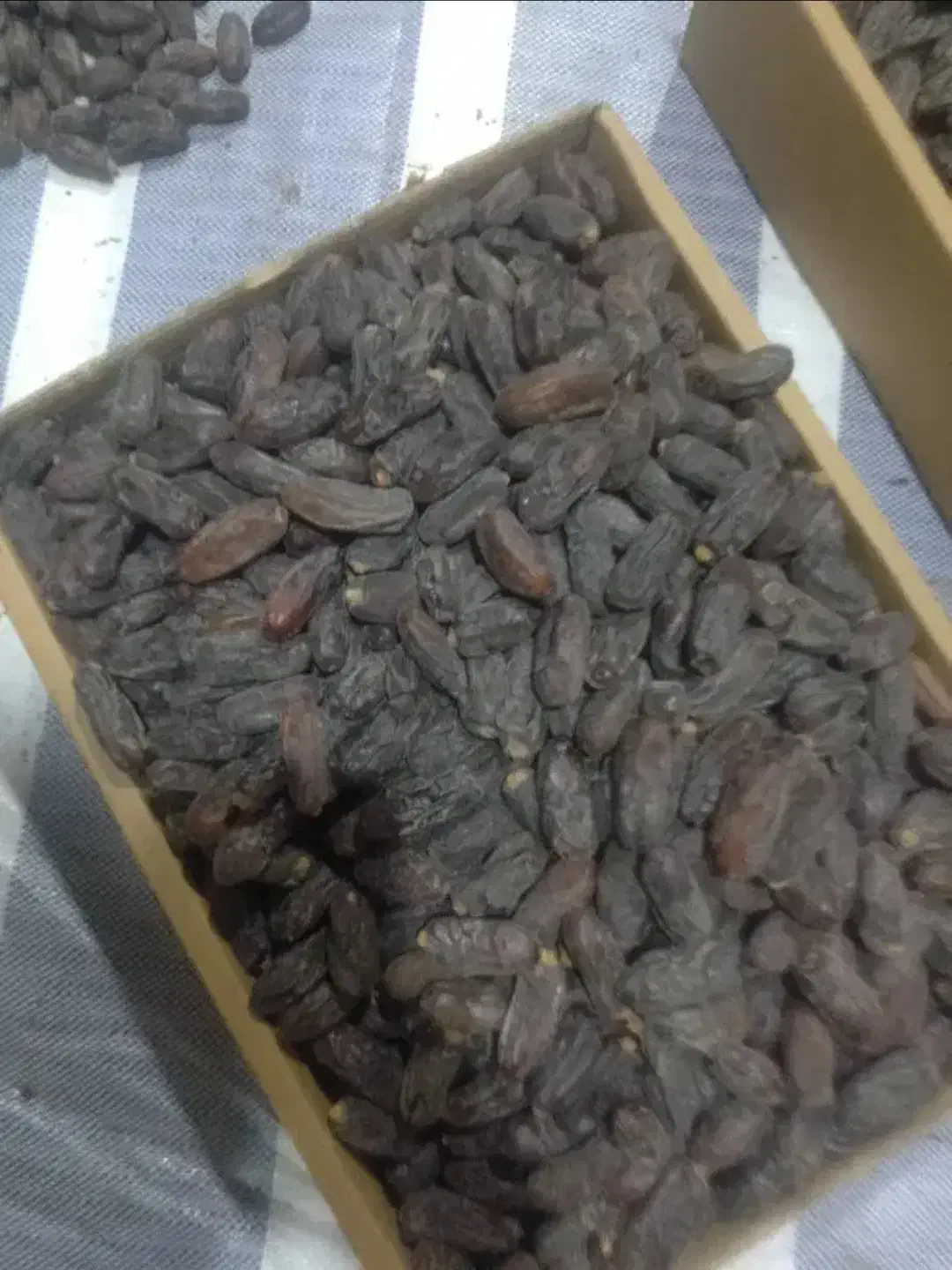 خرما ربی درجه یک|خوردنی و آشامیدنی|ایرانشهر, |دیوار