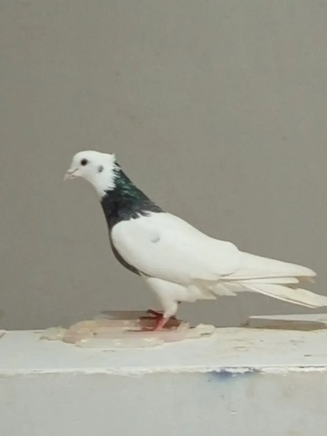 کفتر|پرنده|اسفراین, |دیوار