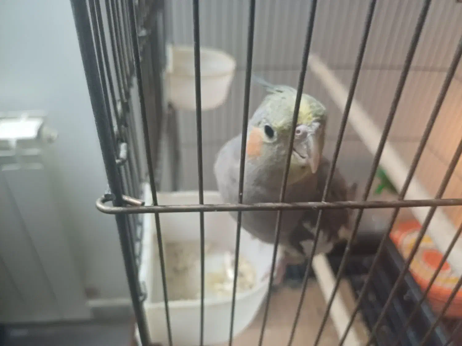 عروس هلندی ماده مست|پرنده|تهران, زاهد گیلانی|دیوار