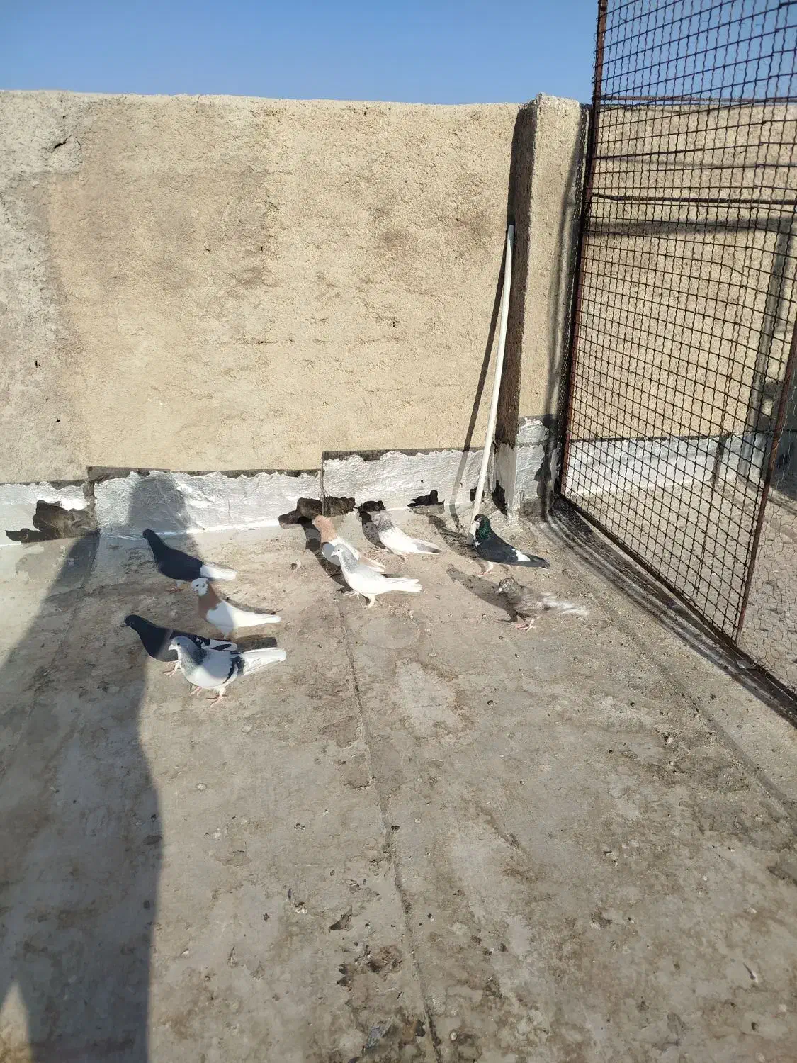 9 تا کفتر شهری بهبهانی نر|پرنده|شیراز, سلطان آباد|دیوار