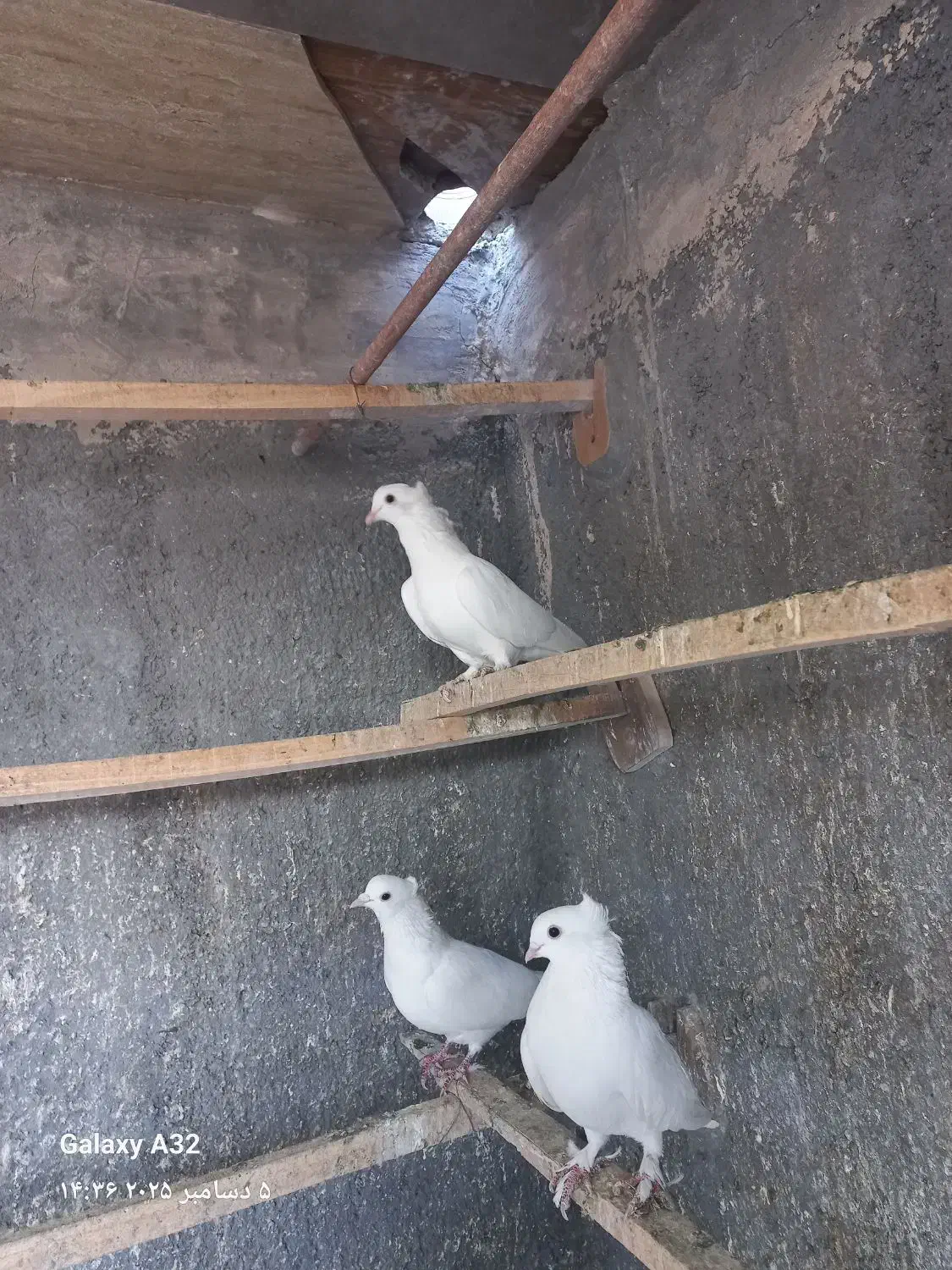 کبوتر رنگی|پرنده|قم, بیست متری ولیعصر|دیوار