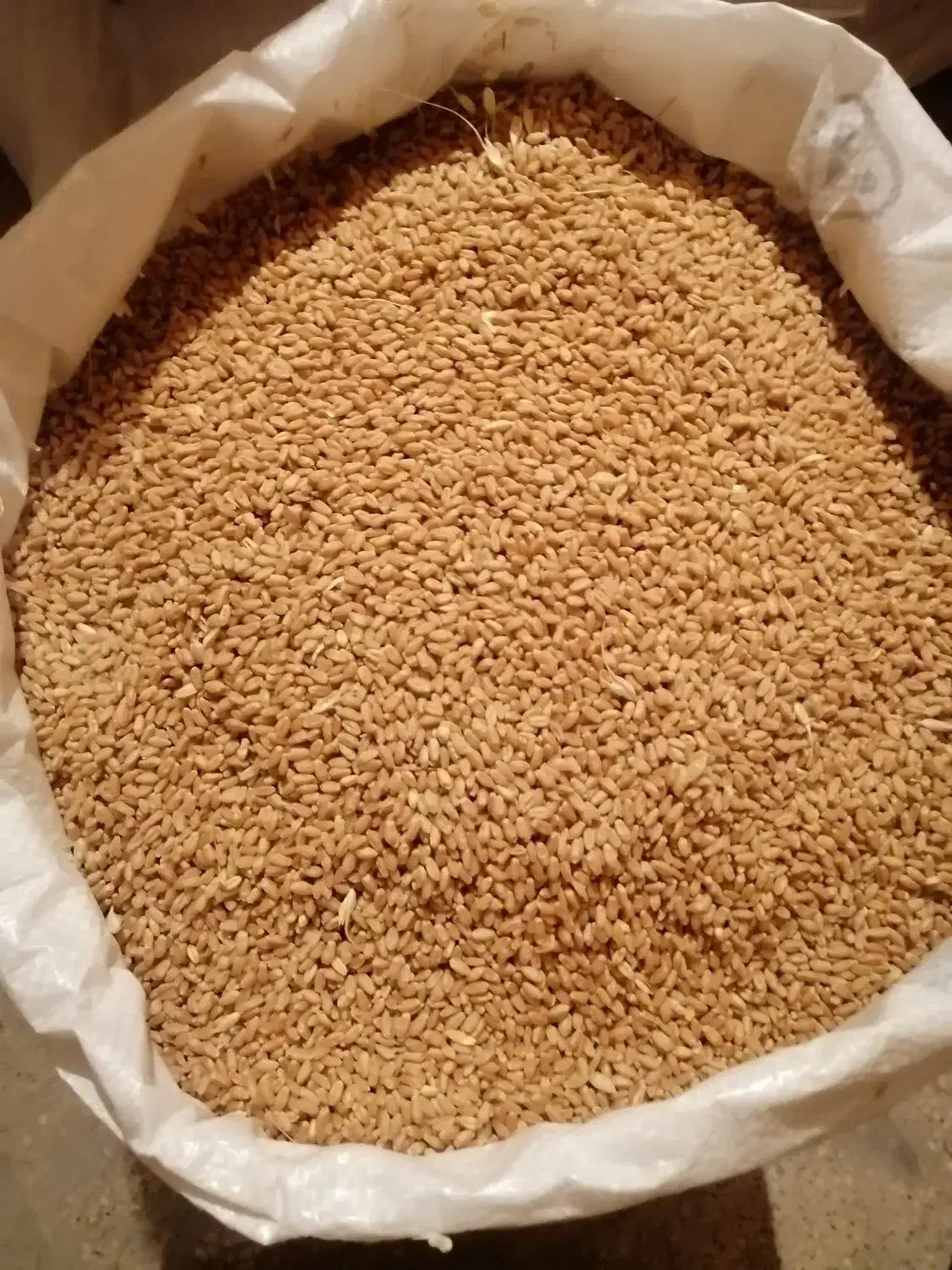 گندم بذر سیروان به مقدار ده تن|خدمات باغبانی و درختکاری|کر, |دیوار