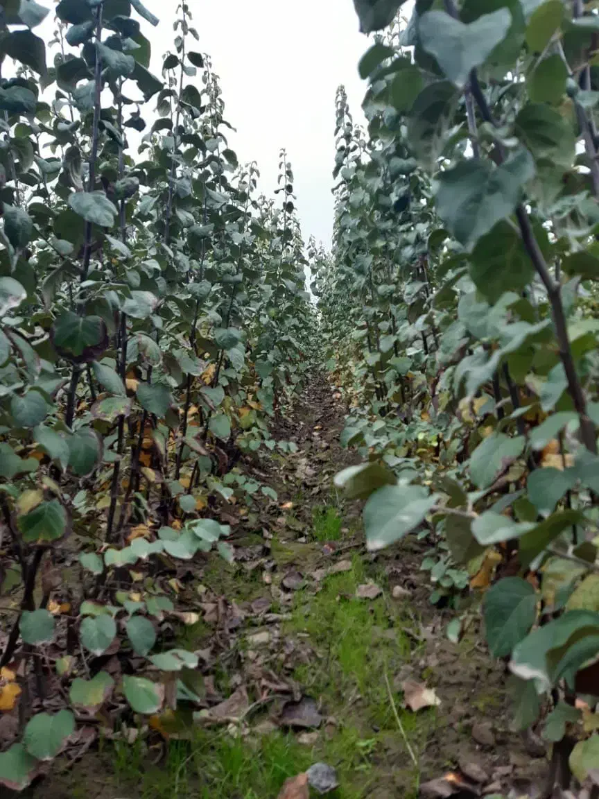 نهالستان فوق تخصصی با مهندسان مجرب|خدمات باغبانی و درختکاری|آذرشهر, |دیوار