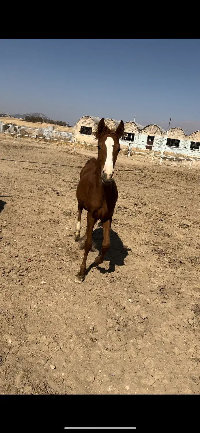 کره مادیون جنس دار درجه یک دنیای خون|اسب و تجهیزات اسب‌سواری|شیراز, قلات|دیوار