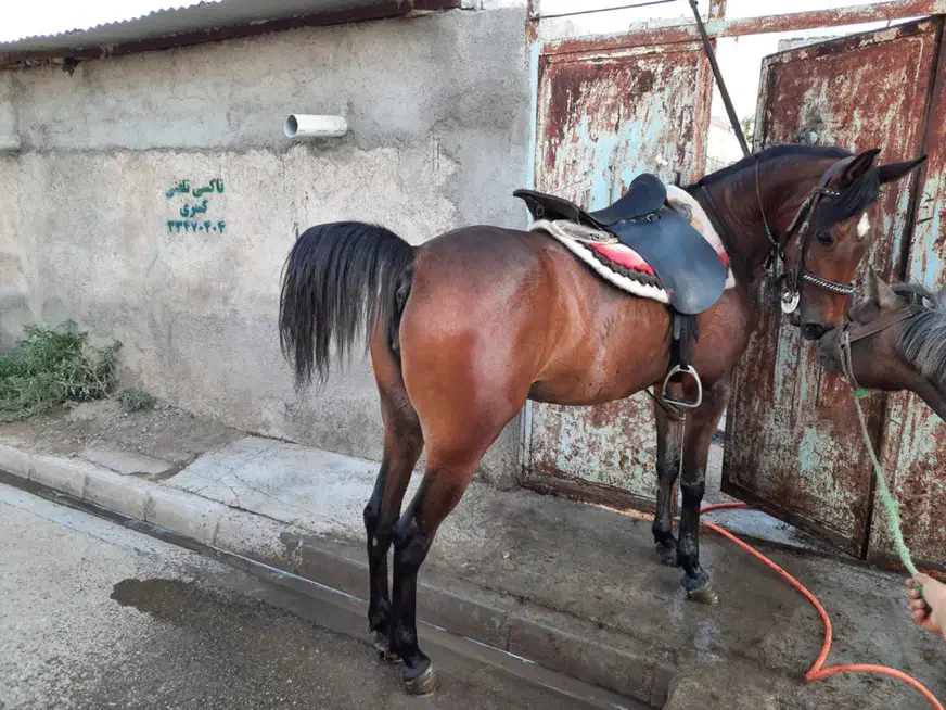 مادیان سواری دار|اسب و تجهیزات اسب‌سواری|اردبیل, |دیوار