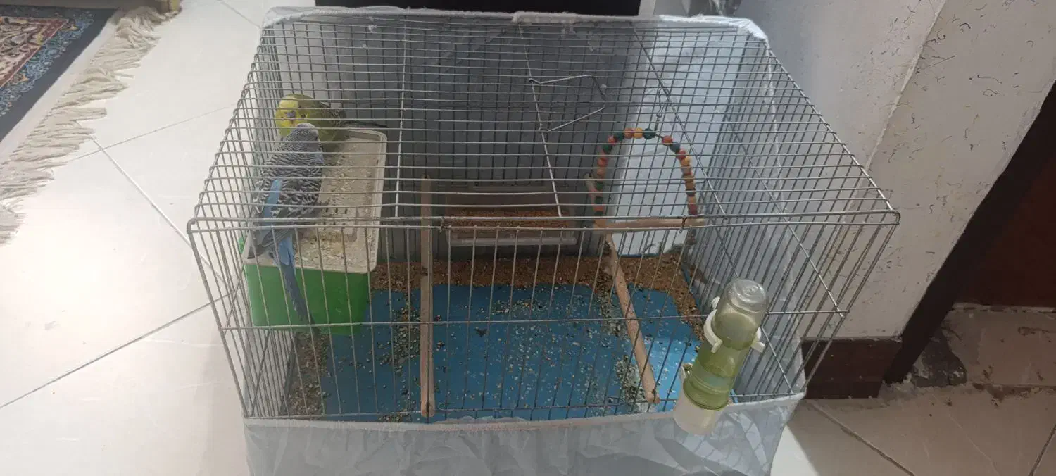 دوعد مرغ عشق نر با قفس|پرنده|فولادشهر, مسکن مهر فولادشهر|دیوار