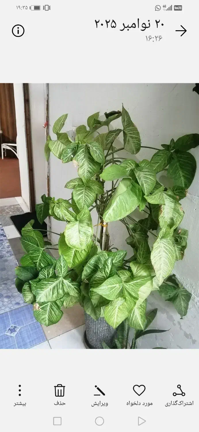 یک عد نخل مرداب 1مترو بیست وعدد خرگوشی|گل و گیاه طبیعی|شیراز, تحویلی|دیوار