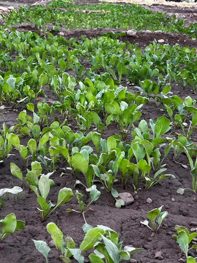 کشاورز|استخدام صنعتی، فنی، مهندسی|احمدی, |دیوار