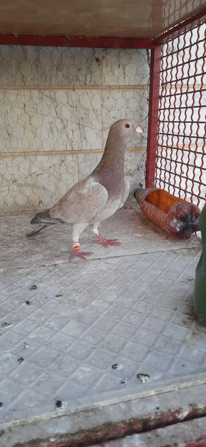 کبوتر هفت رنگ|پرنده|ابهر, |دیوار