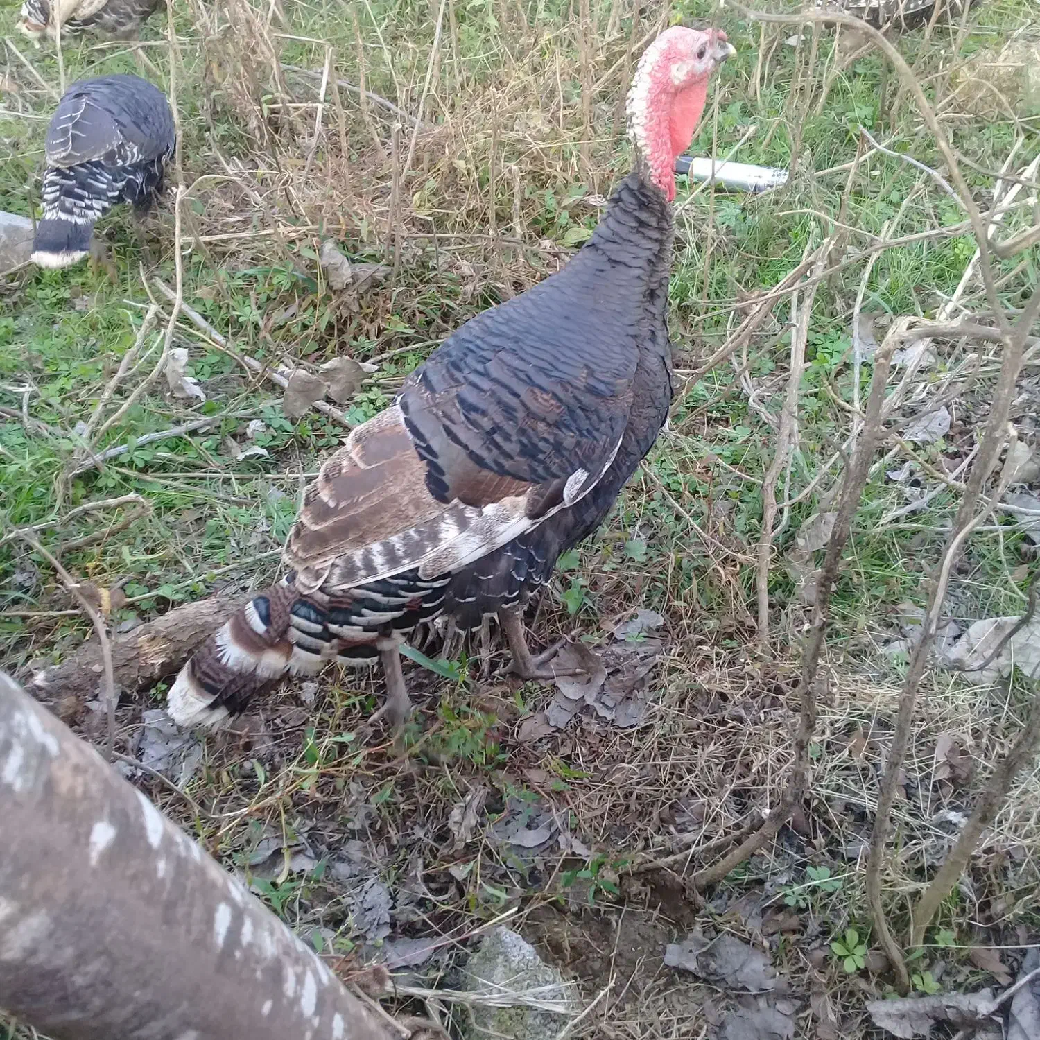 بوقلمون ماده|حیوانات مزرعه|رضوانشهر, |دیوار