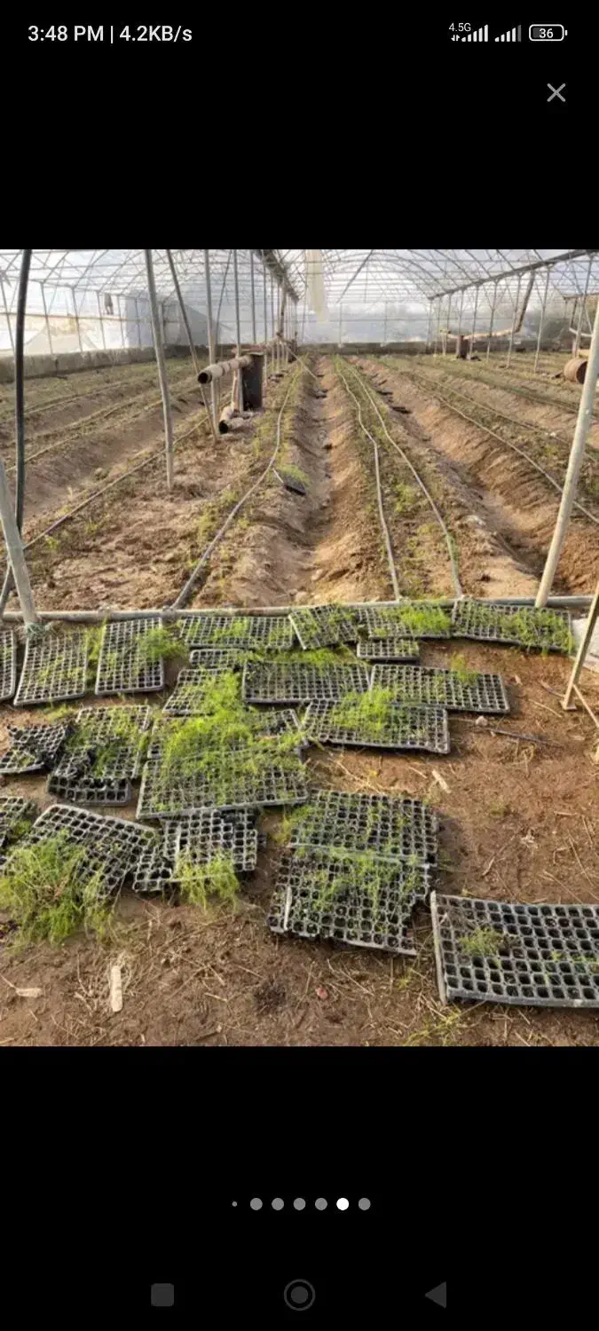 اجاره گلخانه 6000 متر فول جاده ابباریک|اجارهٔ دفتر صنعتی، کشاورزی، تجاری|جوادآباد, |دیوار