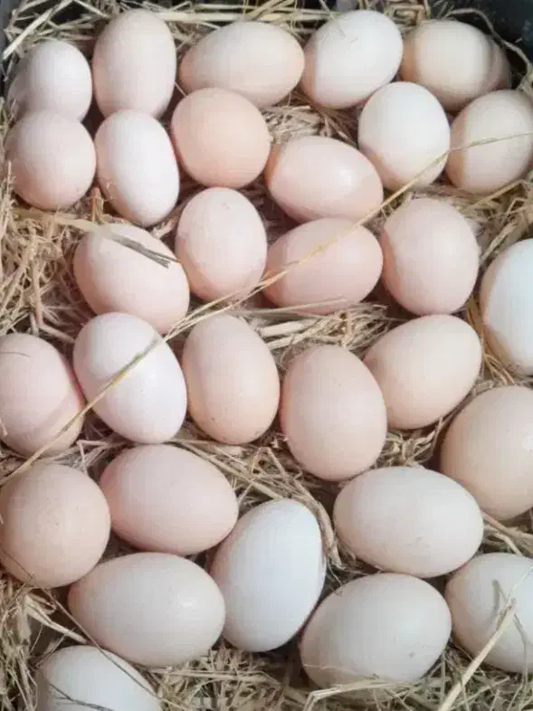 تخم مرغ محلی  درشت|خوردنی و آشامیدنی|بندر انزلی, شهرداری|دیوار
