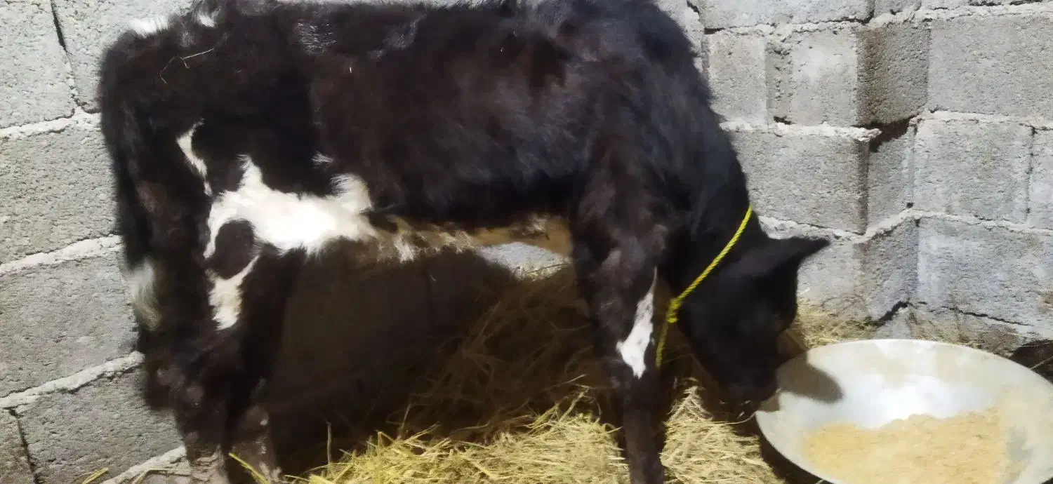 لیشه ۴ ماه|حیوانات مزرعه|لولمان, |دیوار