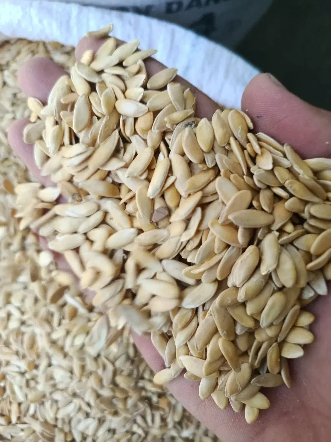 تخم خربزه شمارا به بالاترین قیمت خریداریم|خدمات باغبانی و درختکاری|تربت جام, یحیی آباد|دیوار