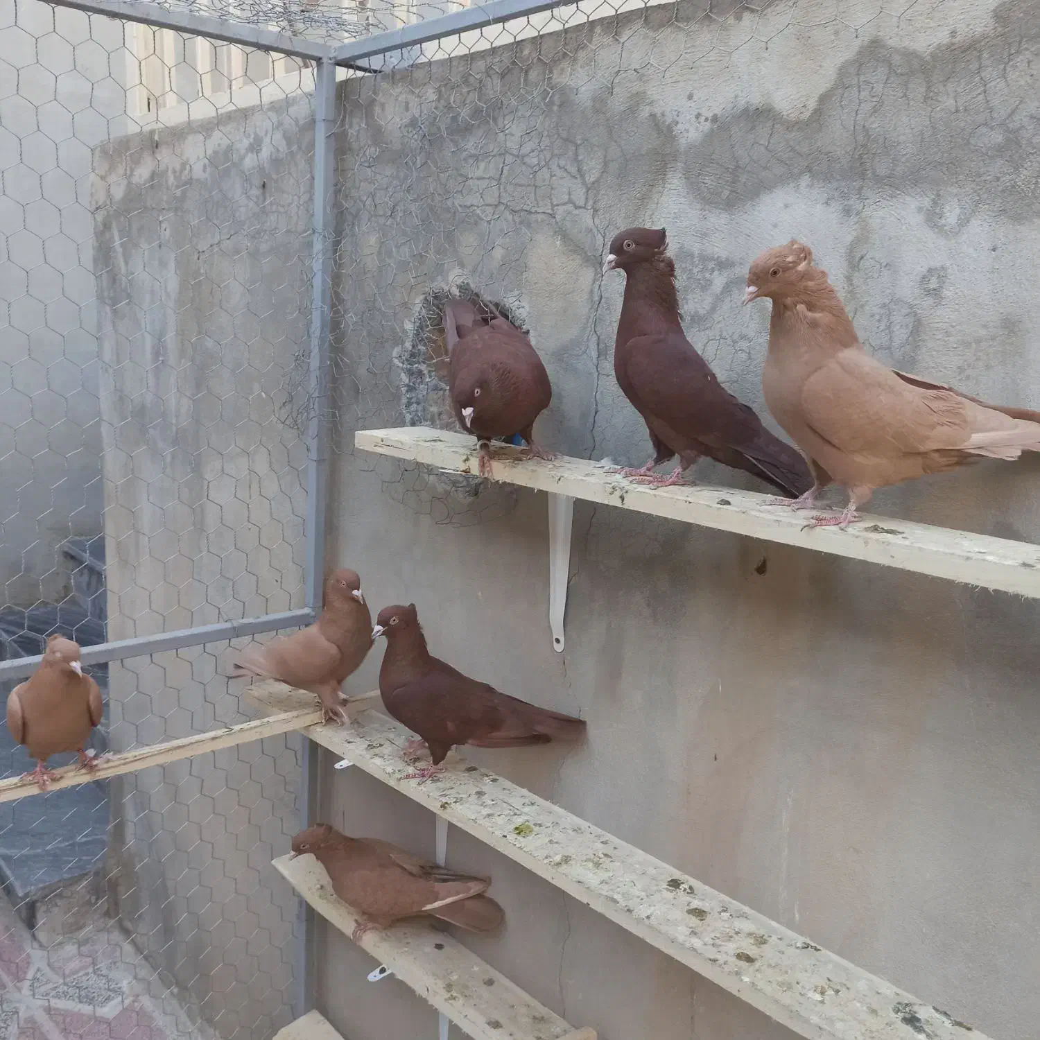 زرد وسرخ کاکلی|پرنده|کنگاور, |دیوار