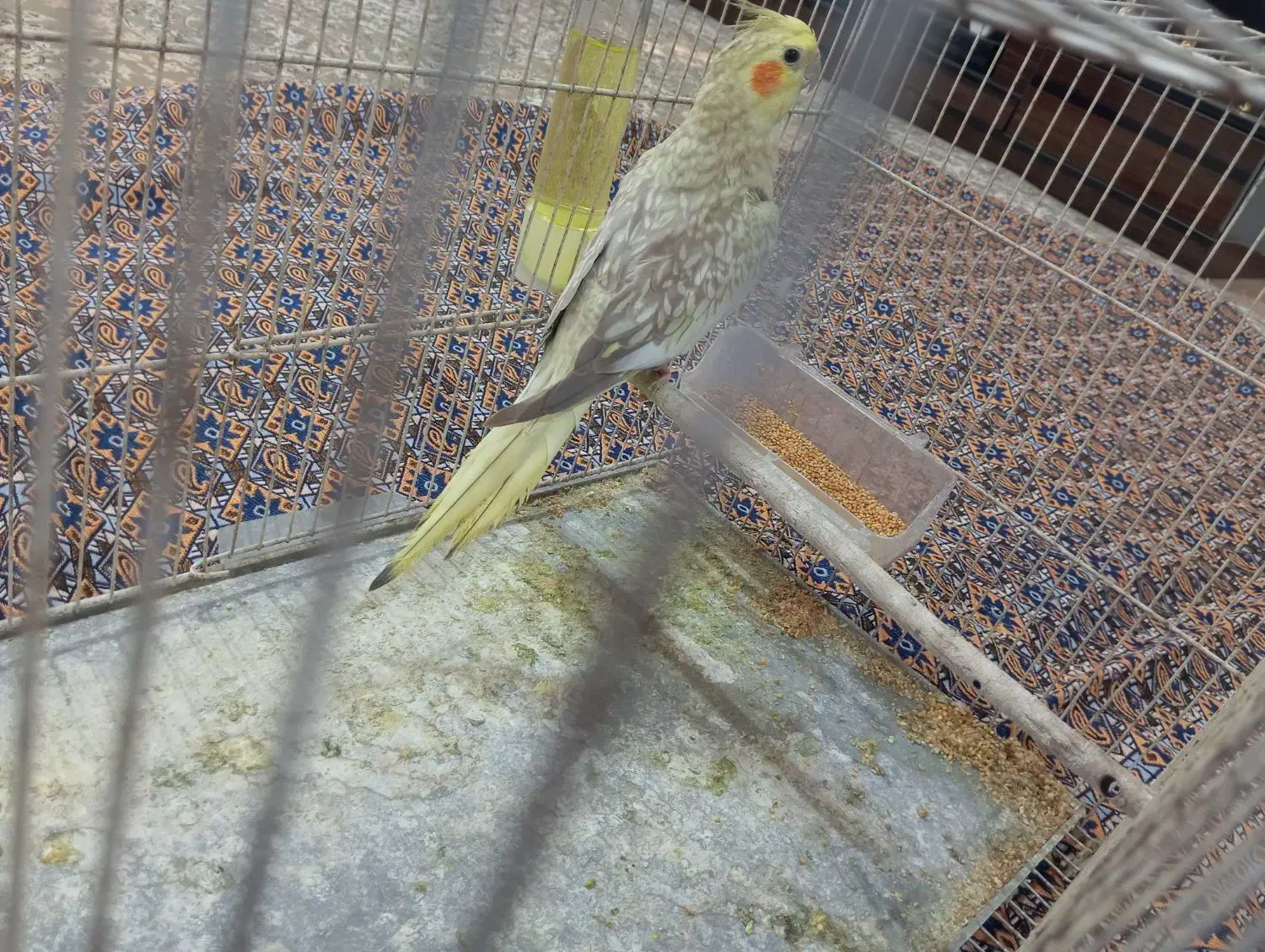 عروس هلندی|پرنده|رضوانشهر, |دیوار