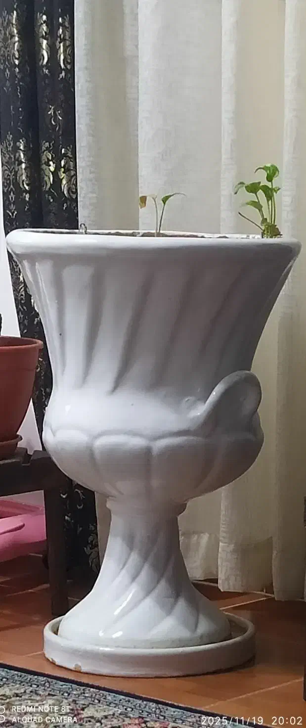 گلدان سفالی|گل و گیاه طبیعی|رشت, کوی طالقانی|دیوار