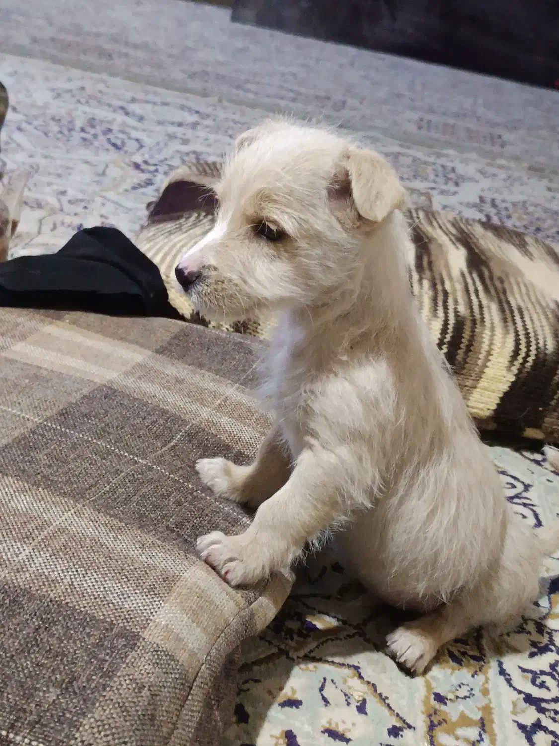 توله سگ پا کوتاه|سگ|مشهد, چاهشک|دیوار