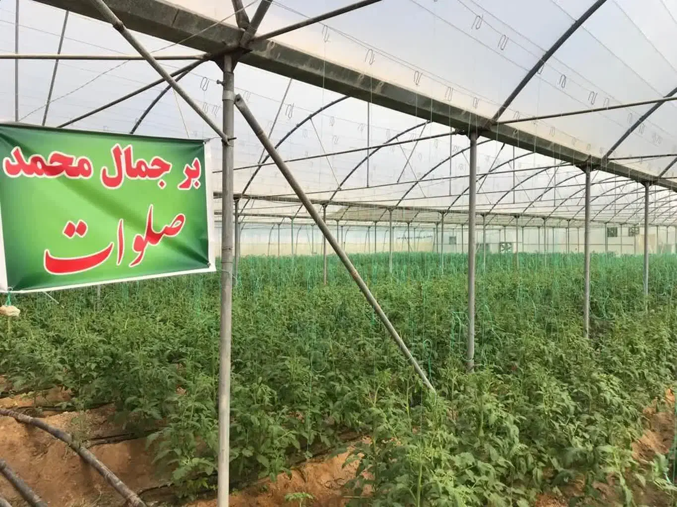 فروش زمین و گلخانه|فروش دفتر صنعتی، کشاورزی، تجاری|بوشهر, |دیوار
